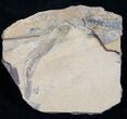 Permian Branchiosaur (Amphibian) Fossil #9447-1